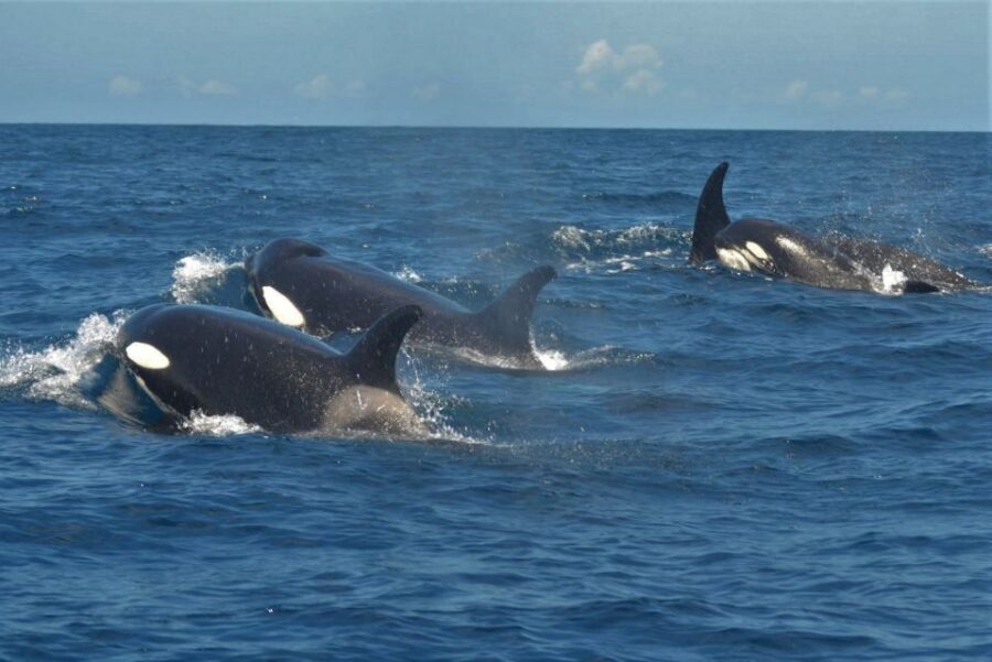 Los Cristianos Respectful No-Chase Whale and Dolphin Safari - Wildlife chances here: dolphins, pilot whales, turtles, and more