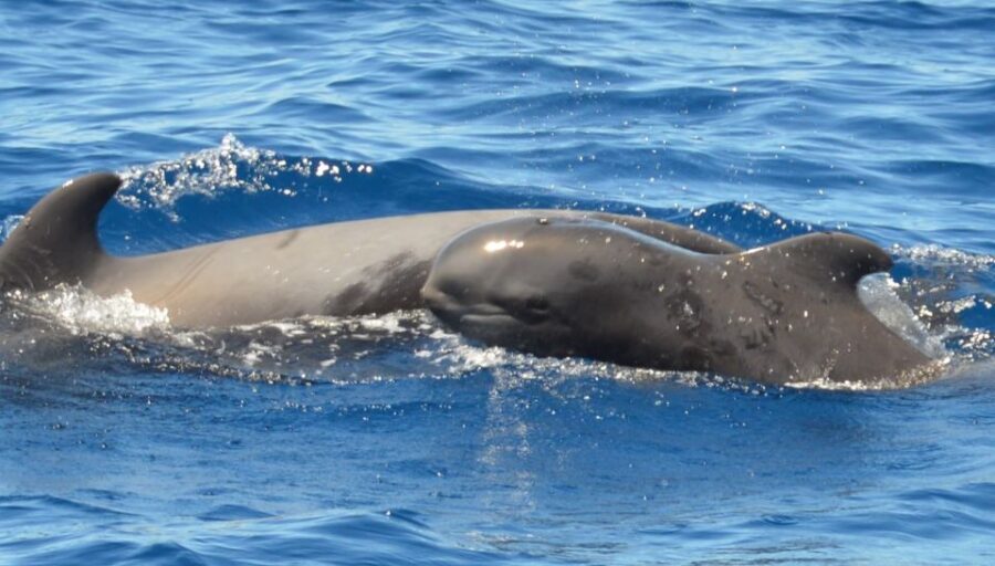 Los Cristianos Respectful No-Chase Whale and Dolphin Safari - Price and value: why $29 can make sense here