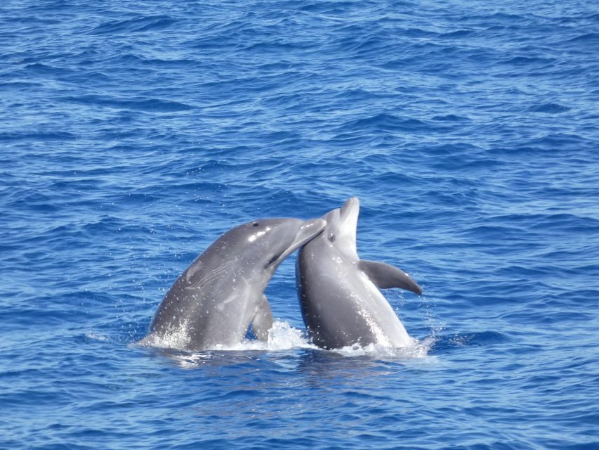 Los Cristianos Respectful No-Chase Whale and Dolphin Safari - Support for conservation: what your ticket is trying to do
