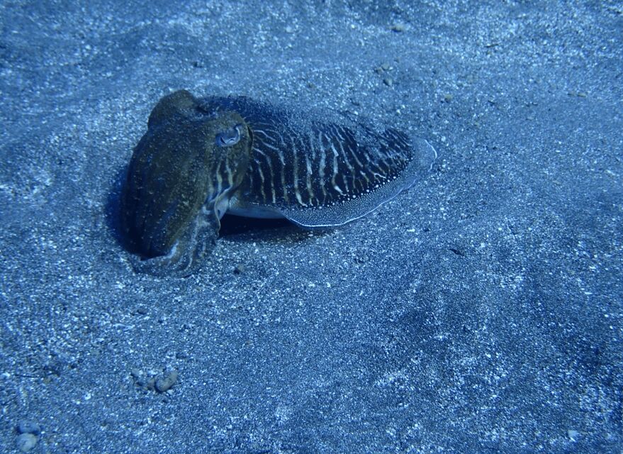 Los Cristianos: Try Dive for beginners - The Underwater Basics: Breathing, Ear Pressure, and Body Position