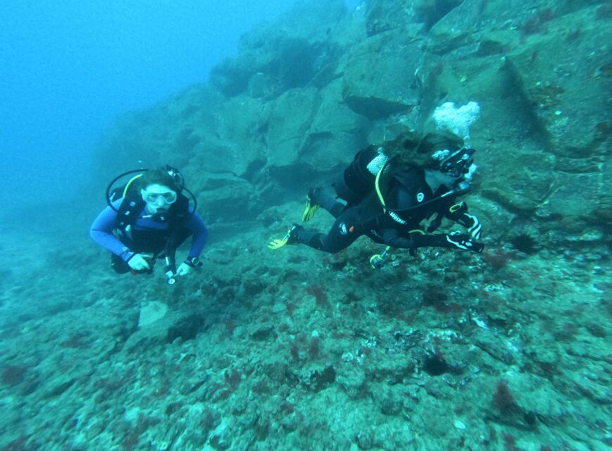 Los Cristianos: Try Dive for beginners - Marine Life at Beginner Depth: What You Could See