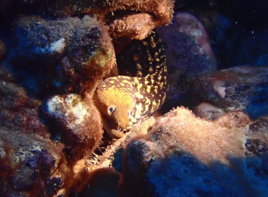 Los Cristianos: Try Dive for beginners - Price and Value: What $94 Really Buys You