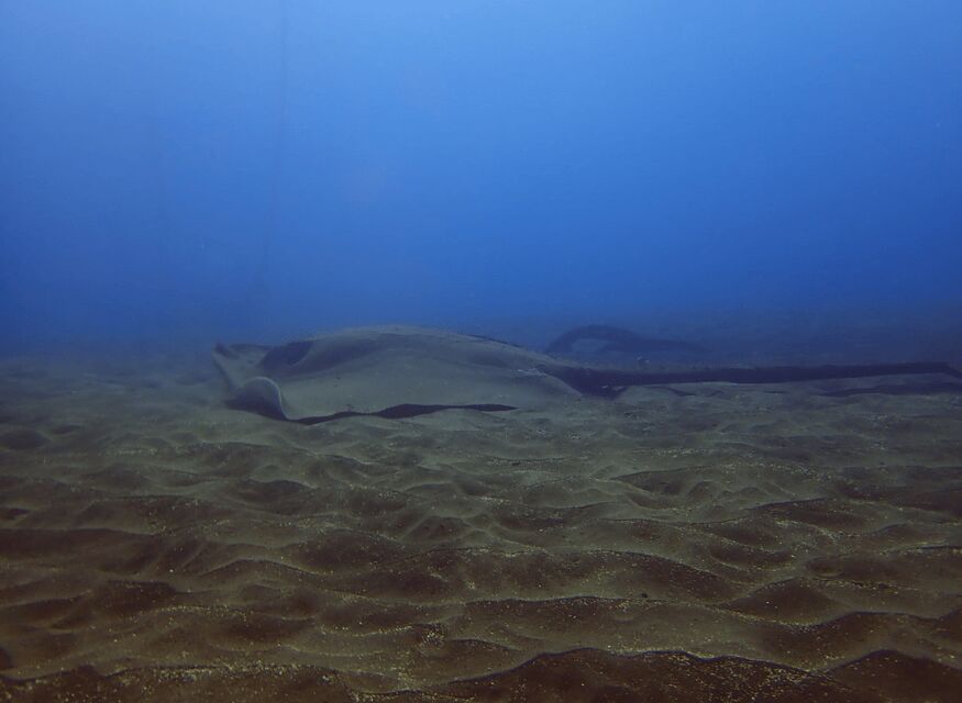 Los Cristianos: Try Dive for beginners - Who Should Book This Intro Try Scuba?