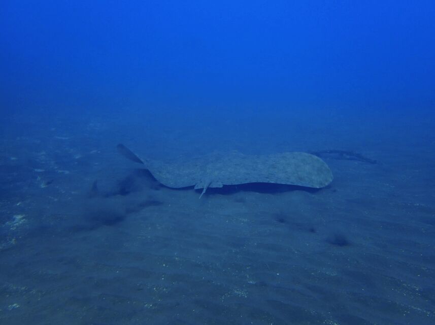 Los Cristianos: Try Dive for beginners - Should You Book? My Straight Answer