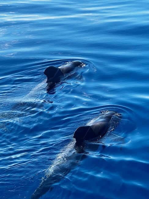Los Cristianos: Whale Watching Cruise w/Swim Stop & Drinks - Key Points to Know Before You Go