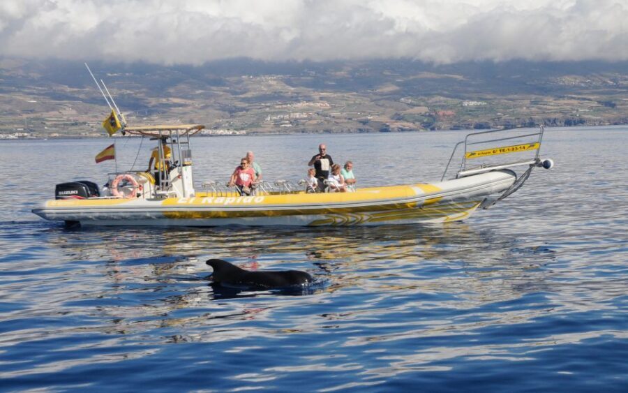 Los Gigantes: Dolphin and Whale Watching Cruise by Speedboat - Key points to know before you book