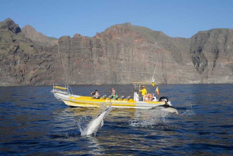 Los Gigantes: Dolphin and Whale Watching Cruise by Speedboat - Los Gigantes speedboat: why this 2-hour format works