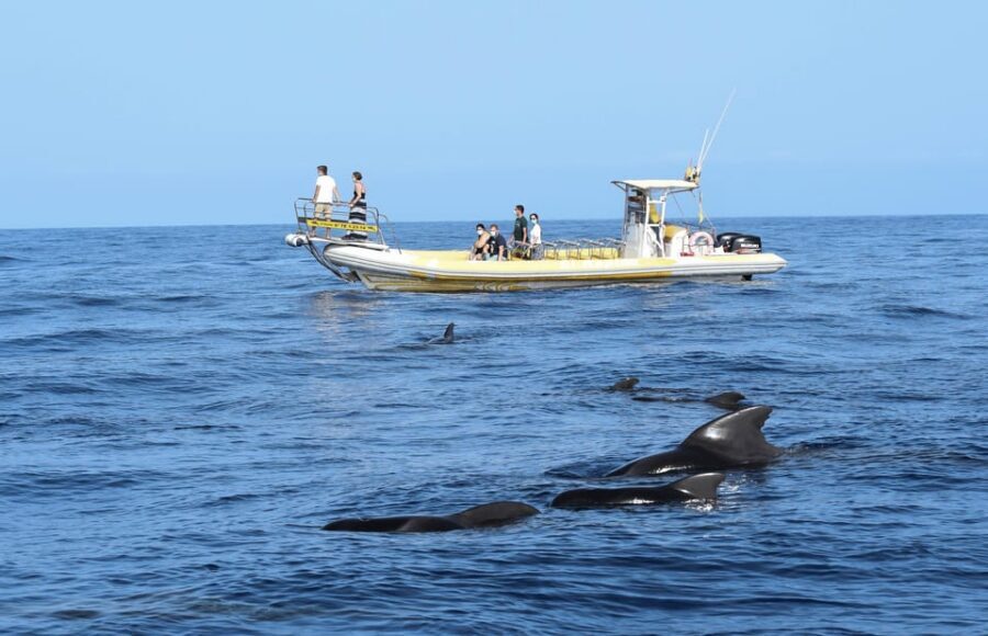 Los Gigantes: Dolphin and Whale Watching Cruise by Speedboat - Los Gigantes and Masca cliffs: the scenery portion you’ll feel in your bones