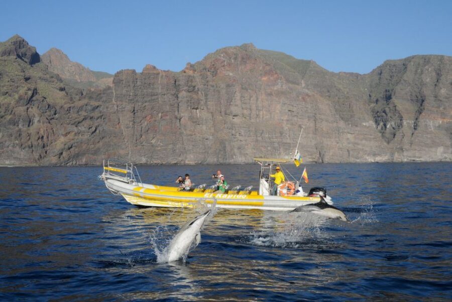 Los Gigantes: Dolphin and Whale Watching Cruise by Speedboat - Guides like Luca and Alejandro: the human touch that changes the trip