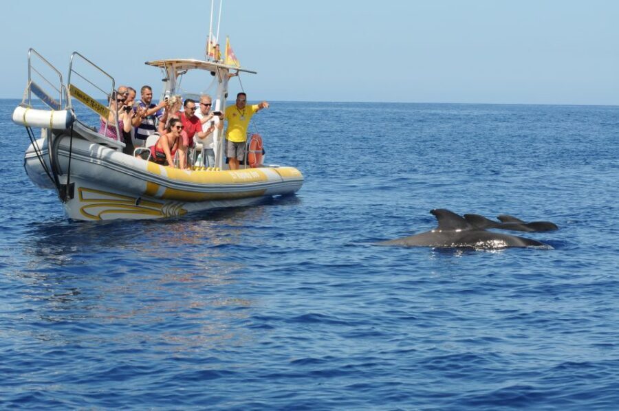 Los Gigantes: Dolphin and Whale Watching Cruise by Speedboat - Quick tips to make your day smoother