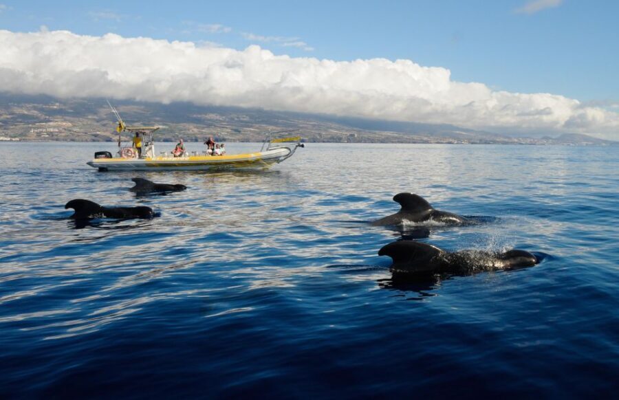 Los Gigantes: Dolphin and Whale Watching Cruise by Speedboat - The wildlife hunt around Teno-Rasca: how it actually plays out