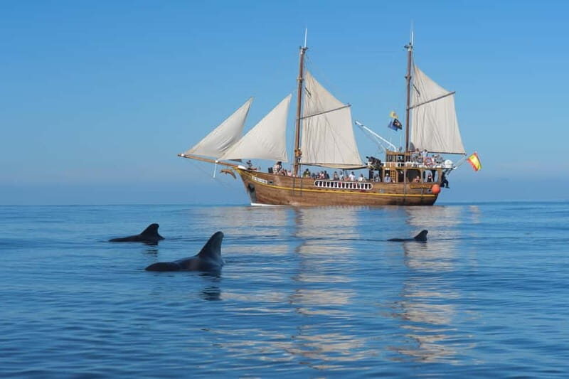 Los Gigantes: Dolphin and Whale Watching Tour with Drinks - Where Los Gigantes fits into the Canary Islands’ best wildlife days