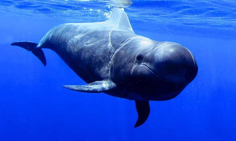 Los Gigantes: Dolphin and Whale Watching Tour with Drinks - Getting started right: meeting at Los Gigantes Harbor (Flipper Uno)