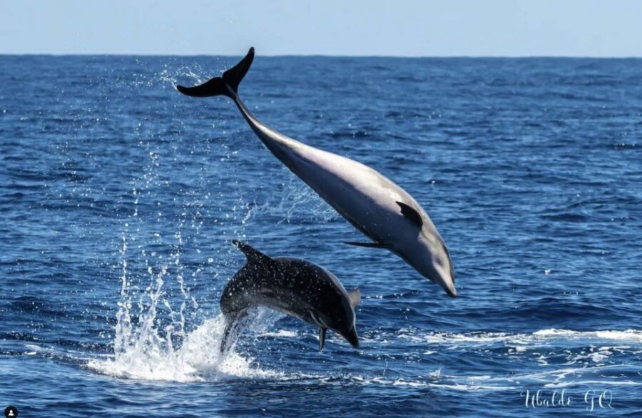 Los Gigantes: Dolphin and Whale Watching Tour with Drinks - Cruising past Los Gigantes and Masca cliffs