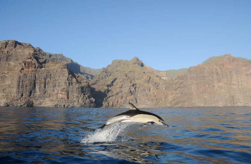 Los Gigantes: Dolphin and Whale Watching Tour with Drinks - Price and what you actually get for $38