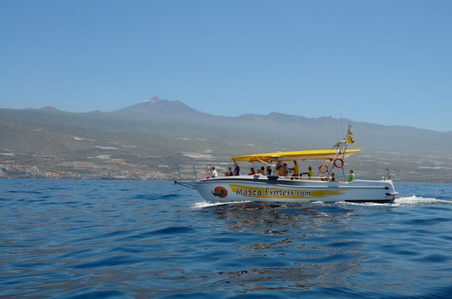 Los Gigantes: Dolphin & Whale Watching Cruise with Swim Stop - Teno-Rasca Whale Sanctuary: What the Crew Is Actually Looking For