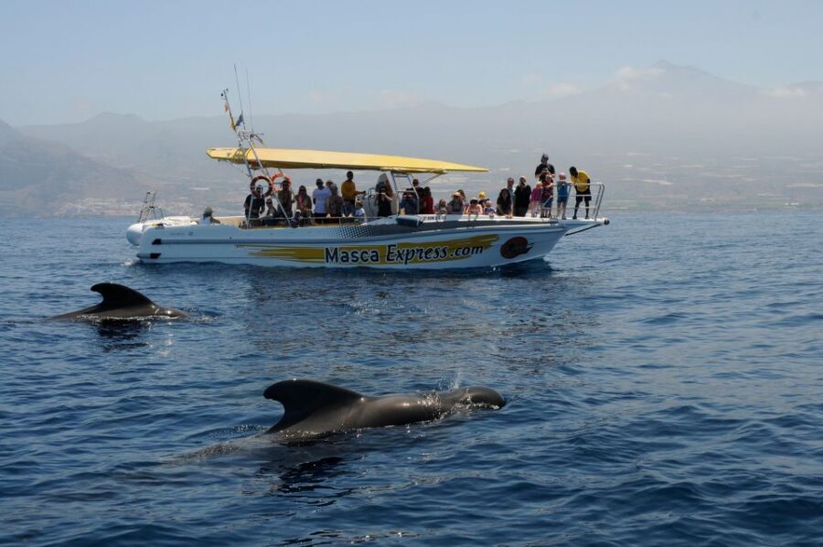 Los Gigantes: Dolphin & Whale Watching Cruise with Swim Stop - The Swim Stop: Juan López or Masca Bay Swim Time