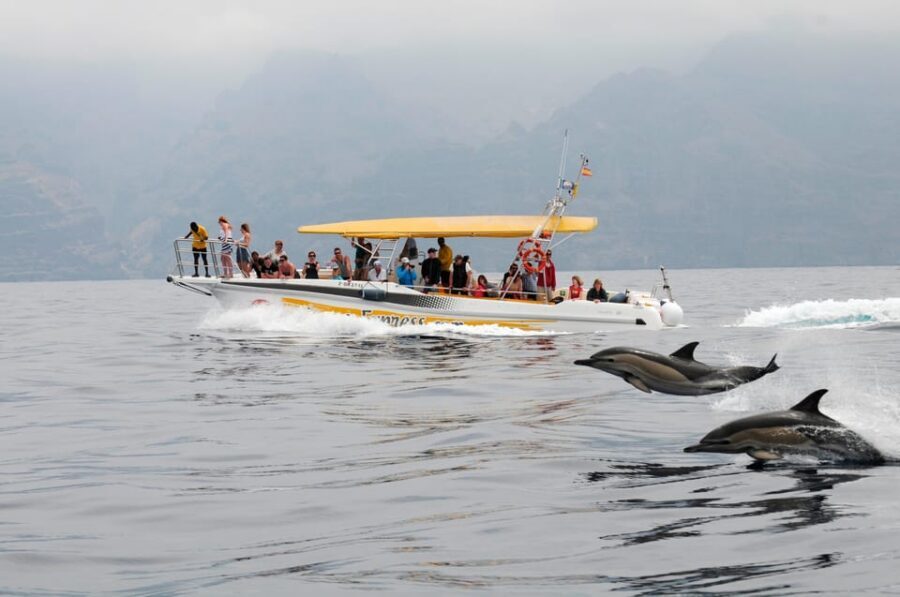 Los Gigantes: Dolphin & Whale Watching Cruise with Swim Stop - Getting to Los Gigantes Port: Why Timing Makes or Breaks It