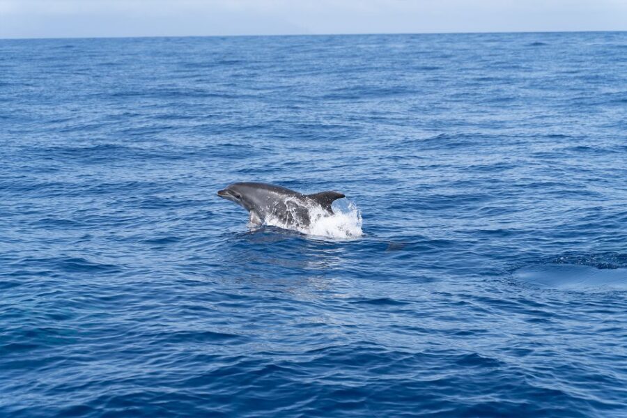 Los Gigantes: Sailing Excursion with Swimming, Drink & Tapas - Tapas and drinks on deck: why the food matters here