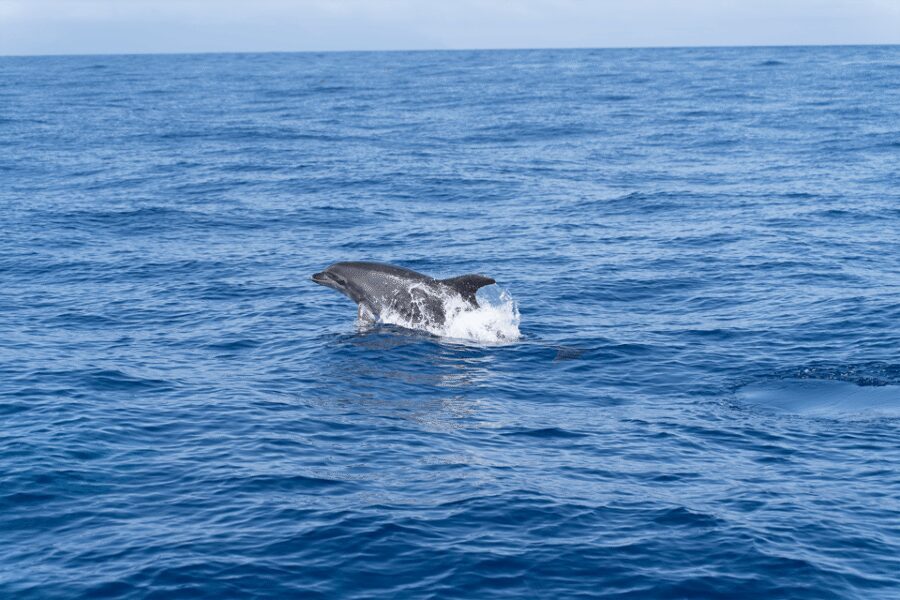 Los Gigantes: Sailing Excursion with Swimming, Drink & Tapas - The Sangría boat and the small-group vibe (10 passengers max)