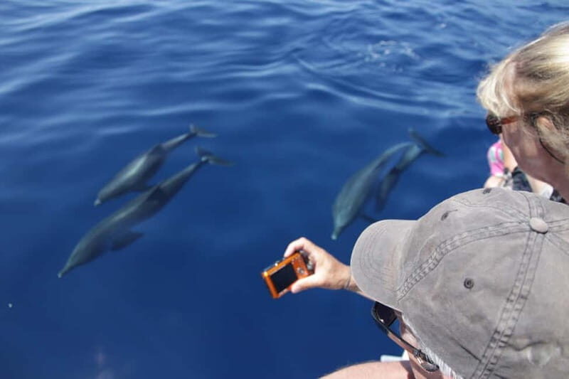 Los Gigantes: Whale or dolphin watching and swimming tour in Masca - Speedboat time: what the 30-minute cruise is really for