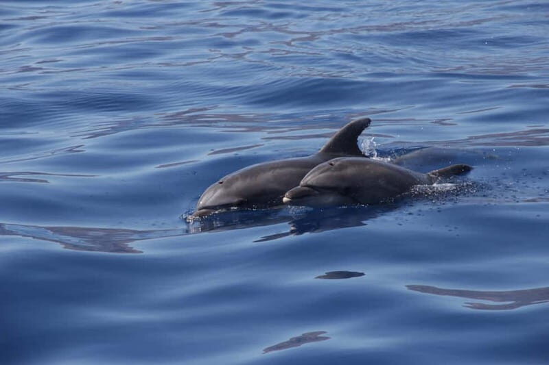 Los Gigantes: Whale or dolphin watching and swimming tour in Masca - Los Gigantes cliffs on the return: the “paperweight” view