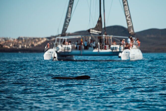 Luxury Catamaran Cruise with Brunch and Unlimited Drinks - Boat comfort and cleanliness: the “5-star” feel you’ll actually notice