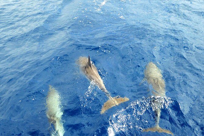 Luxury Opera 60 Whale & Dolphin Watching Experience - Crew vibe and the role of a good host (including Fabrizio)