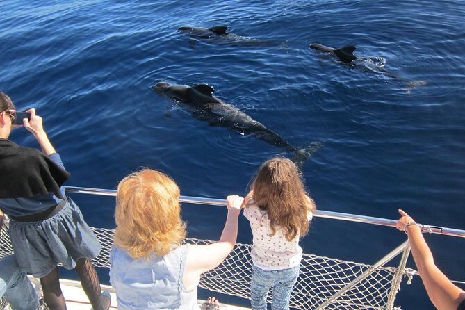 Most Famous Catamaran in Tenerife Island (2 hours and 3 hours tours) - Wildlife viewing that’s meant to be respectful