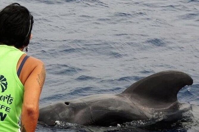 No chase Whale & Dolphin tour putting Marine Life first - we care - Key things to know before you sail