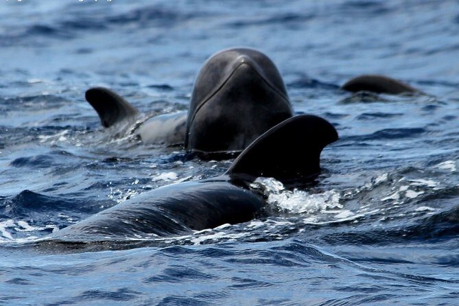 No chase Whale & Dolphin tour putting Marine Life first - we care - From Los Cristianos to whale country: what this Tenerife sail actually feels like