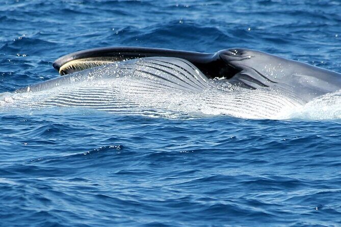 No chase Whale & Dolphin tour putting Marine Life first - we care - What you can realistically spot: pilot whales, dolphins, turtles, and more