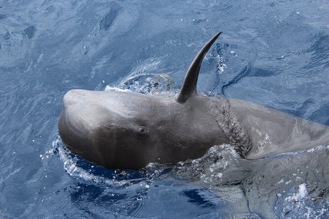 No chase Whale & Dolphin tour putting Marine Life first - we care - Marine specialists onboard: how the explanations make the trip worth it