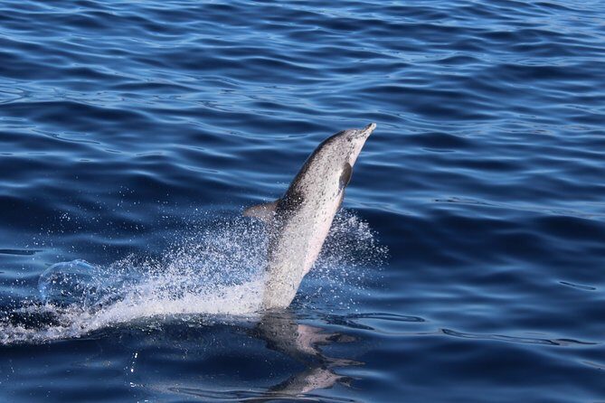 No chase Whale & Dolphin tour putting Marine Life first - we care - Practical tips so you don’t spend the trip fighting conditions