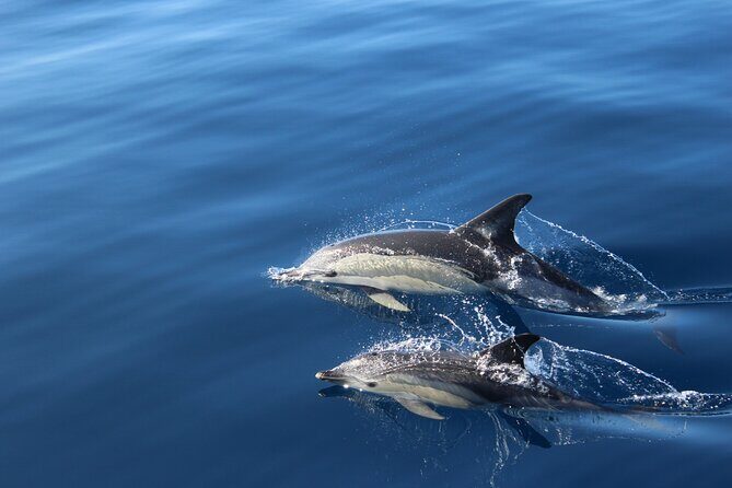 No chase Whale & Dolphin tour putting Marine Life first - we care - Mount Teide views plus the south-coast scan: why the scenery matters