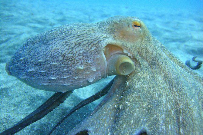 PADI Open Water Course in Costa Adeje - Key points before you book