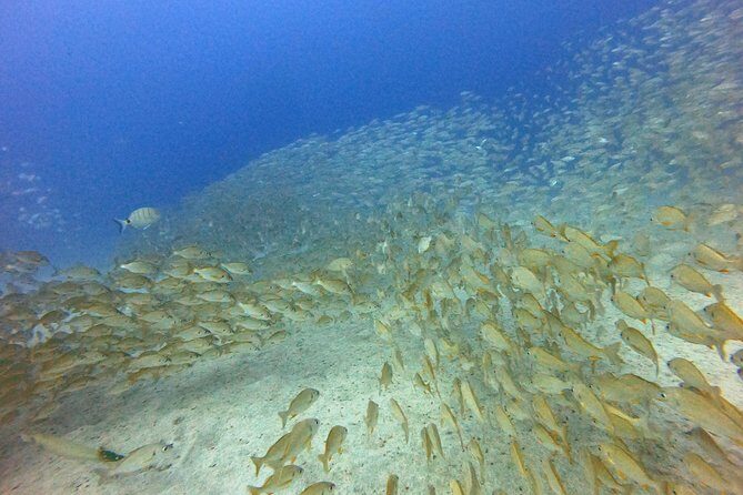 PADI Open Water Course in Costa Adeje - Safety, instructors, and the small-group attention you’re paying for