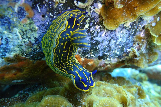 PADI Open Water Course in Costa Adeje - Price and value: what $504.64 covers (and what you should expect in return)
