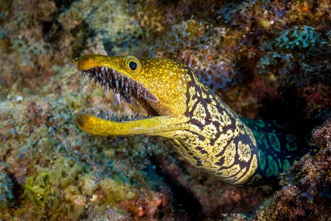PADI Open Water course in Playa de las Americas - Before you go: online theory that’s actually useful