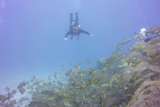 PADI Open Water Diver Course - Instructors + gear: why Ocean Trek gets high marks for safety and confidence