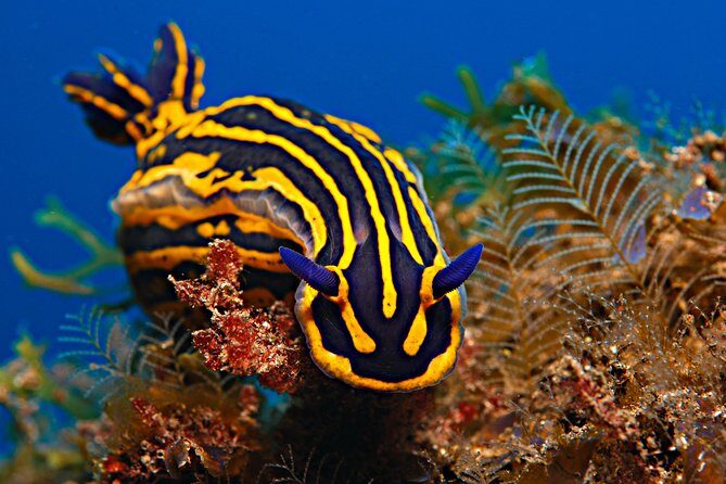 PADI Open Water Diver Course (OWD) - 2.5 days - The skills you’ll practice (and why that matters for real comfort)