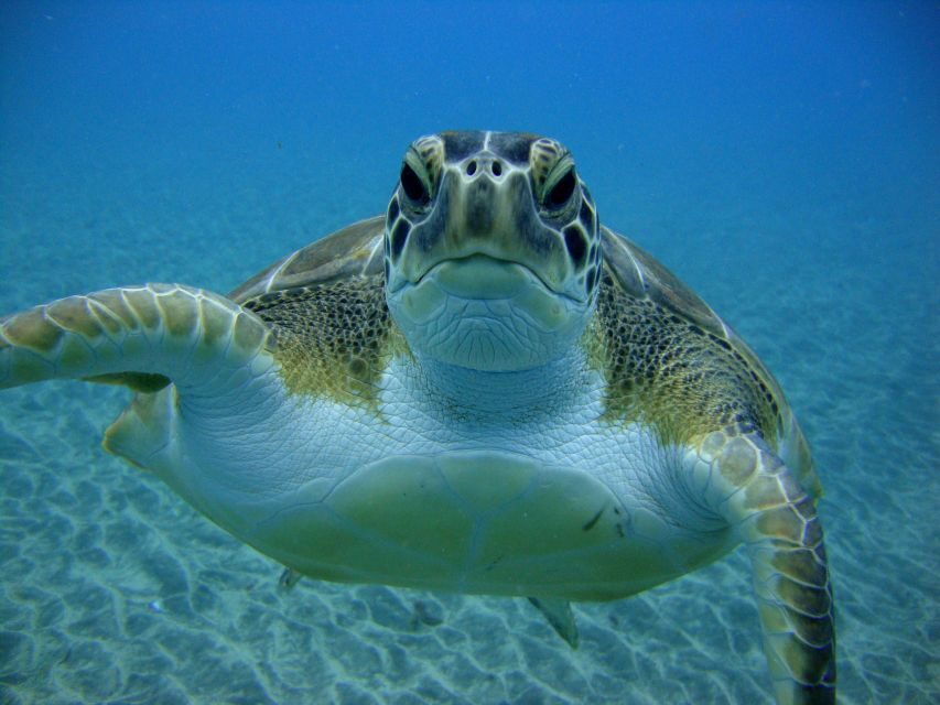PADI Open Water Diving Course Tenerife - Key highlights you should care about