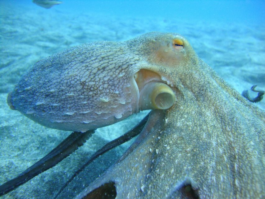 PADI Open Water Diving Course Tenerife - First day in Tenerife: meeting your instructor and getting real about the basics