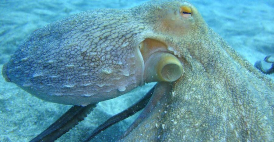 PADI Open Water Diving Course Tenerife - The underwater world lesson: not just skills, but how it feels