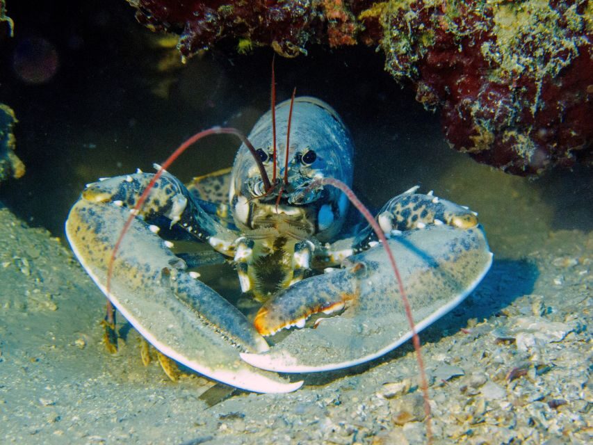 PADI Open Water Diving Course Tenerife - Instruction quality: how small group limits translate into real learning