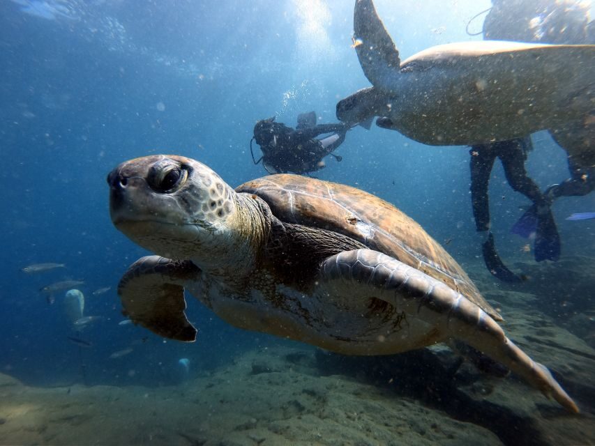 PADI Open Water Diving Course Tenerife - Price and value: is $494 worth it?