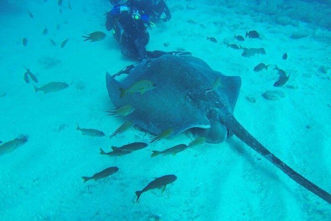 PADI Scuba Diving Courses in Tenerife: All Specialities Until Divemaster - Expert Instructors and a Pace That’s Actually Learner-Friendly