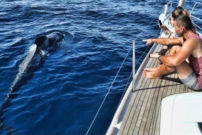 Premium All Inclusive Whale & Dolphin Watching Experience - Key Highlights at a Glance