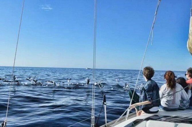 Premium Yacht Private Charter - Making Wildlife Sightings More Likely (and More Fun)