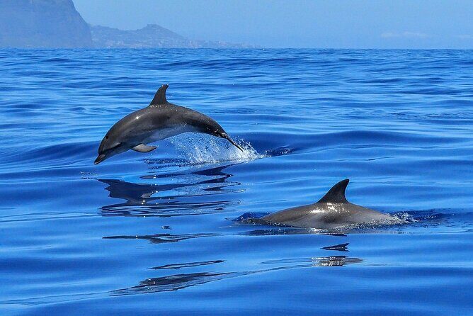 Private boat tour - Price and value: $417 per group up to 8